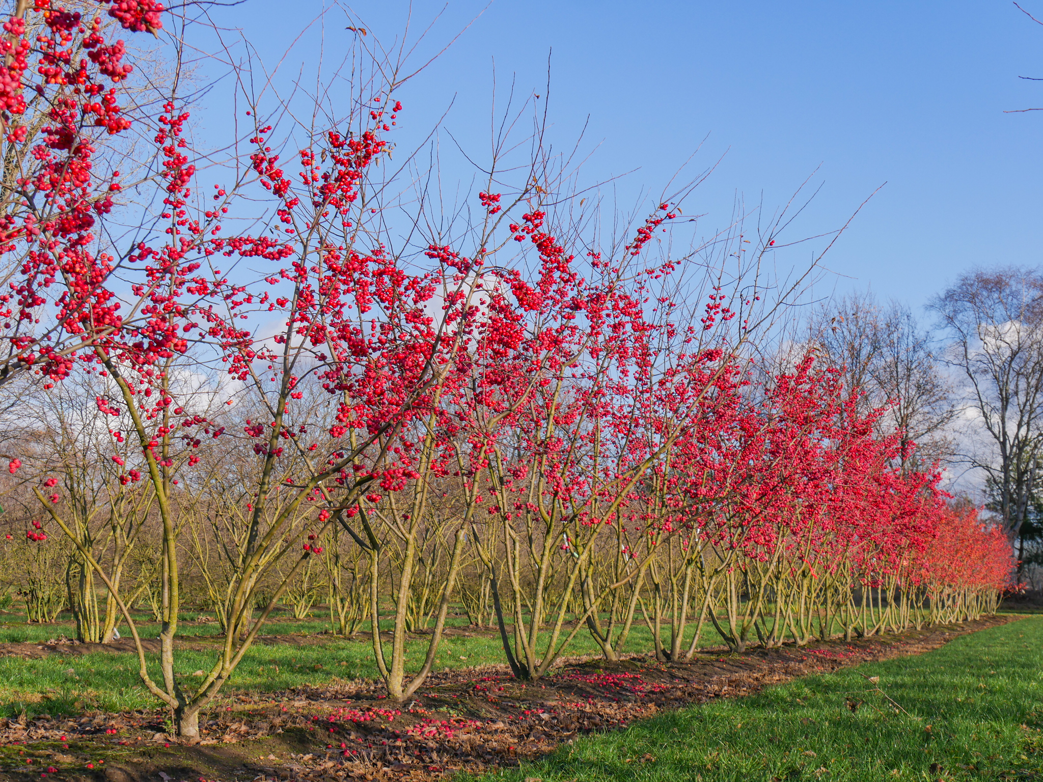 Malus Red Sentinel H350-400MO